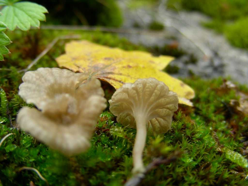 In quale genere...???